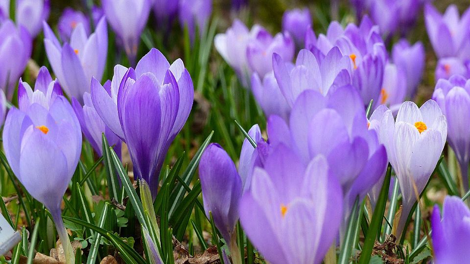 Crocuses