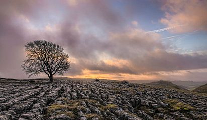 View of Malham with a tree against the horizon